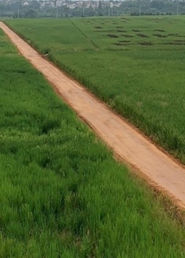 晾晒3-10天，干透明通车